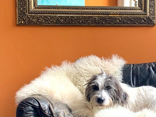 Ein grau-weißer wuscheliger Hund auf einem Sofa mit einem Fell vor einer wundervoll orange-rot gestrichenen Wand.